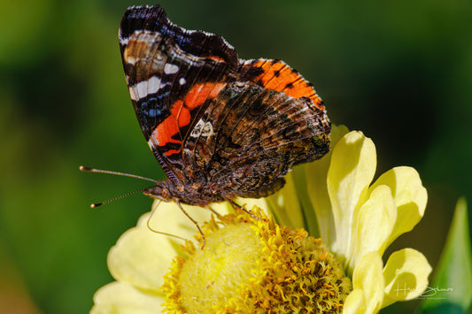Red Admiral butterfly on a flower