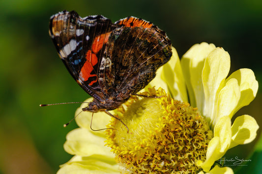 Red Admiral butterfly on a flower