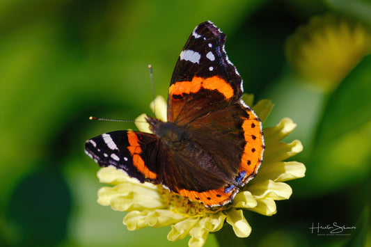 Red Admiral butterfly on a flower