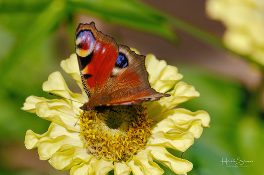 European peacock butterfly on a flower