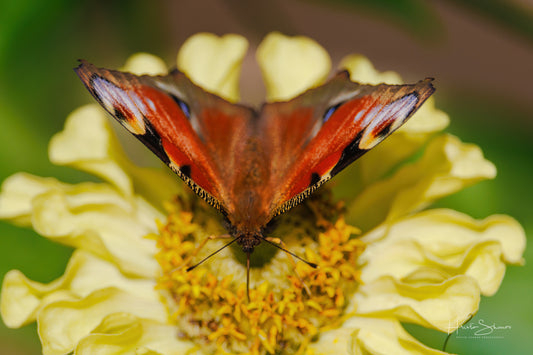 European peacock butterfly on a flower