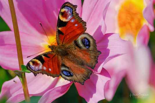 European peacock butterfly on a flower