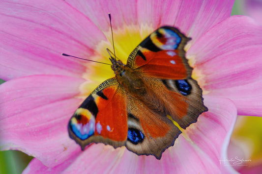 European peacock butterfly on a flower