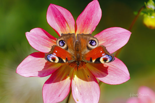 European peacock butterfly on a flower