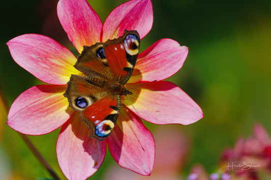 European peacock butterfly on a flower
