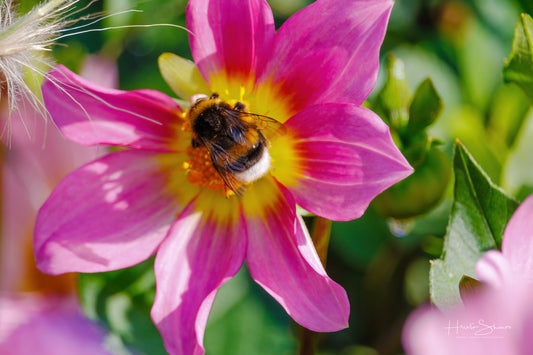 Bumble bee on flower
