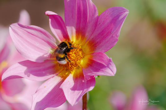 Bumble bee on flower