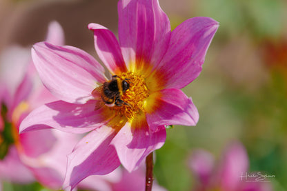 Bumble bee on flower