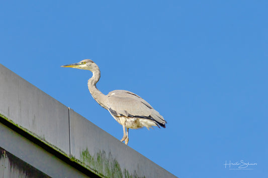 Grey Heron