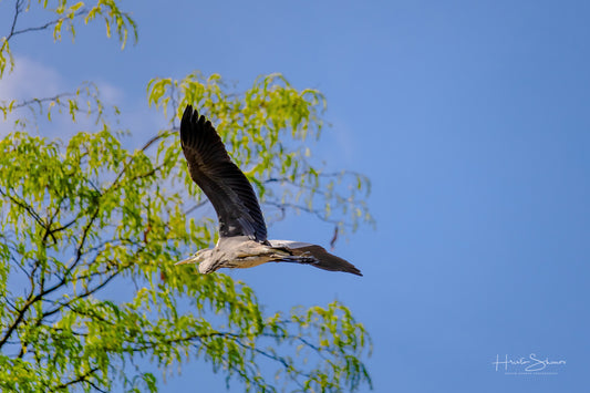 Grey Heron in flight