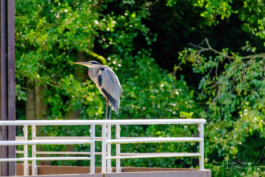 Grey Heron