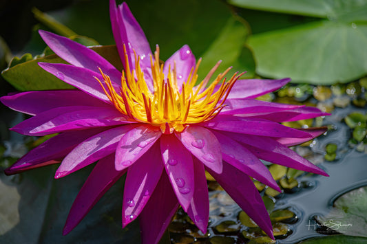 Lotus in pond