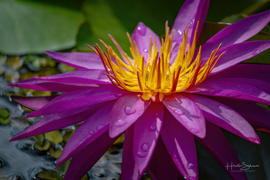 Lotus in pond