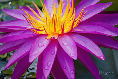 Lotus in pond