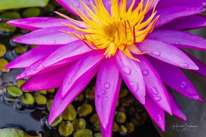 Lotus in pond