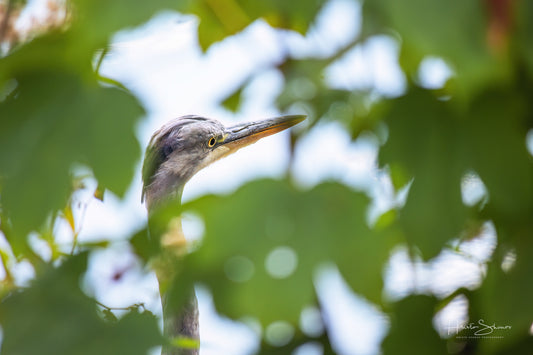 Grey Heron hunting