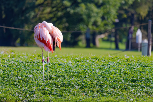 Flamingo