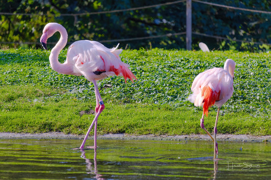 Flamingo steht im Teich