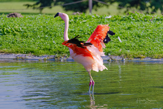Flamingo steht im Teich