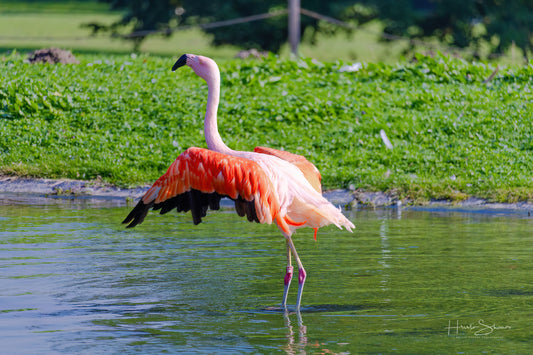 Flamingo steht im Teich