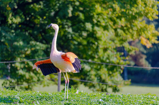 Flamingo stehend