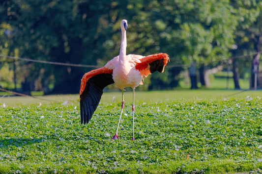 Flamingo