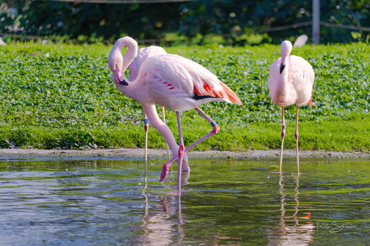 Flamingo standing