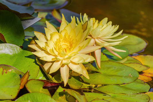 Lotus in pond