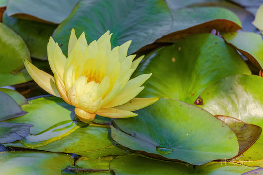Lotus in pond