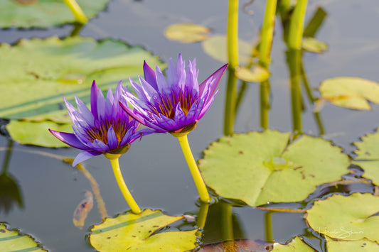 Lotus in pond