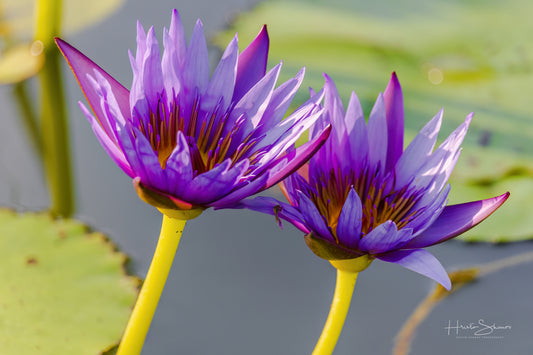 Lotus in pond