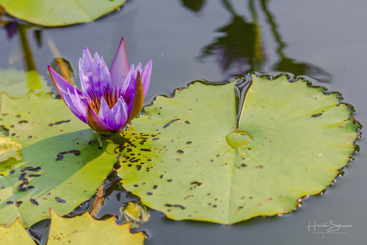 Lotus in pond
