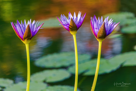 Lotus in pond