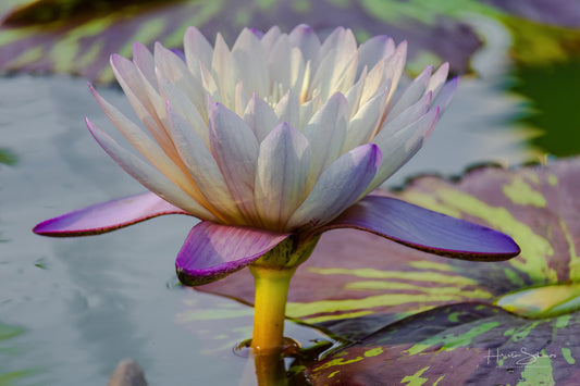Lotus in pond