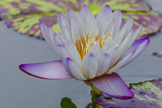 Lotus in pond