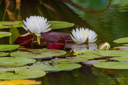 Lotus in pond