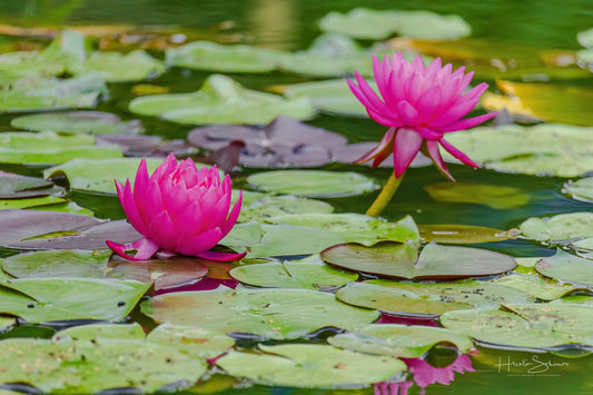 Lotus in pond