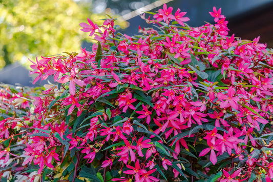 Boquet of flowers