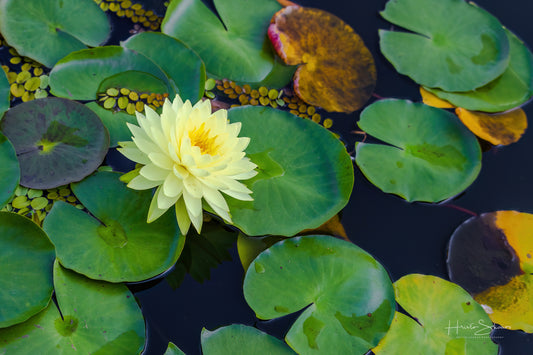 Lotus in pond