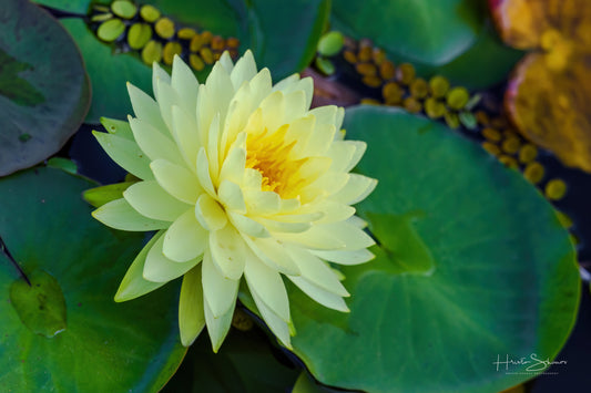 Lotus in pond