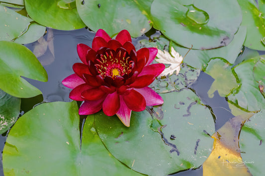 Lotus in pond