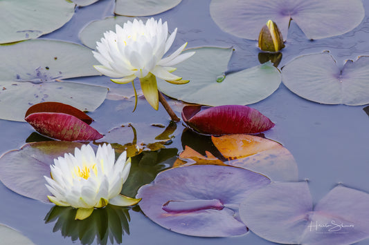 Lotus in pond