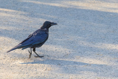 Schwarze Krähe