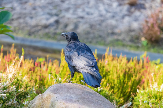 Black crow