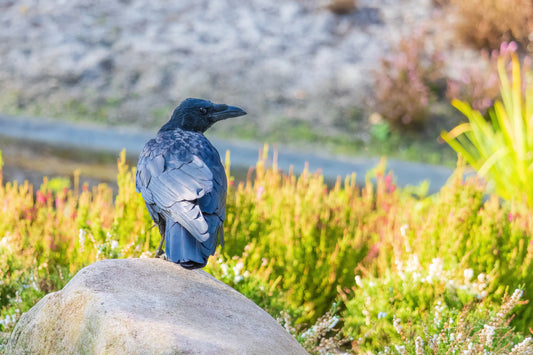Black crow