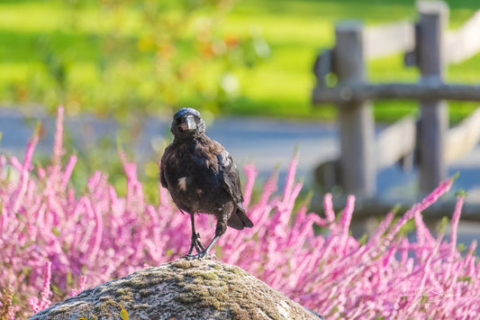 Black crow