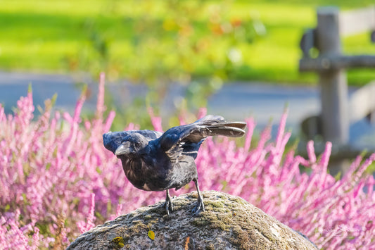 Black crow