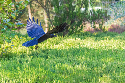 Black crow