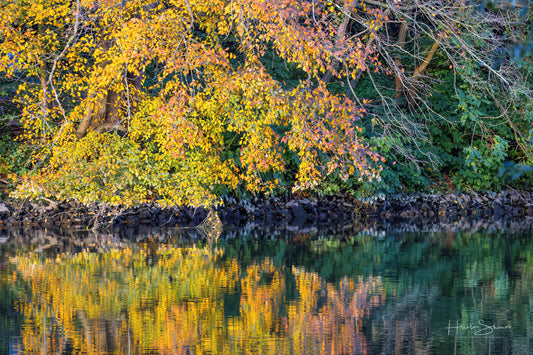 Autumn trees on river