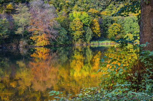 Autumn trees on river